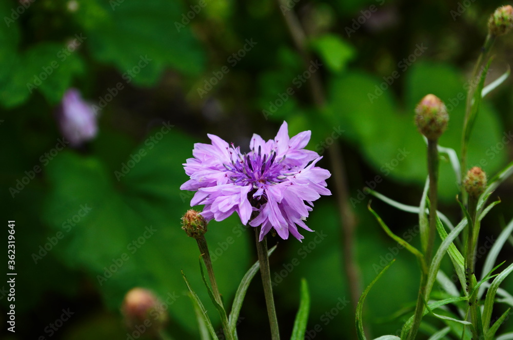 knapweed blue flower in the garden green knapweed blue flower in the garden green