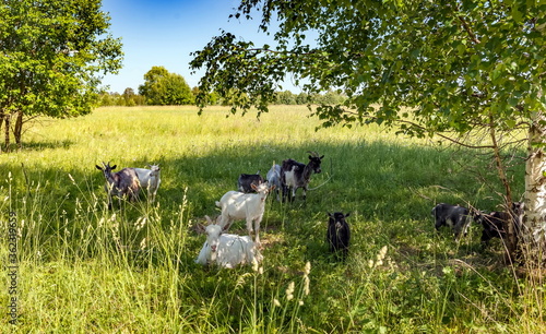 Black and white goats in a field with trees in a village in summer against a blue sky