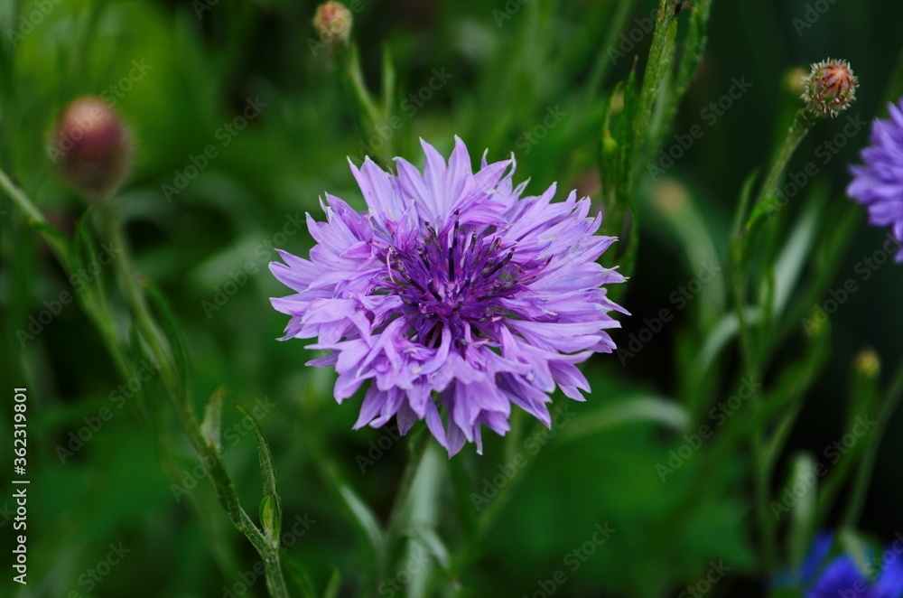 Fototapeta premium knapweed blue flower in the garden green