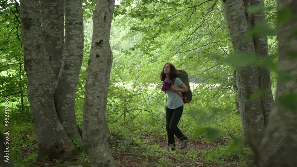 Lady tourist with a backpack trekking among oak trees Lady tourist with a backpack trekking among oak trees