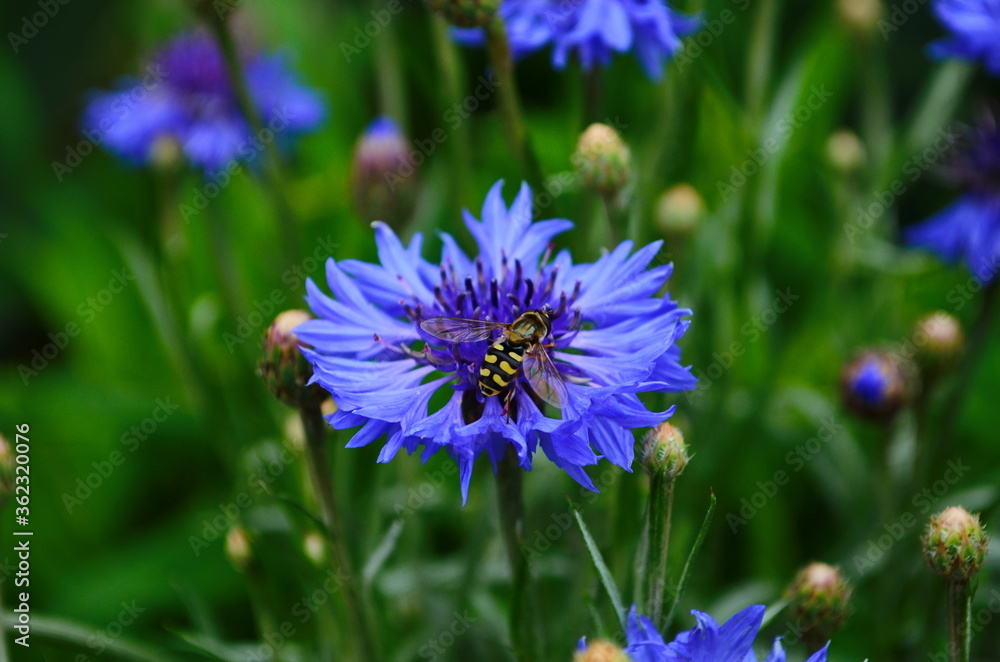 knapweed blue flower in the garden green knapweed blue flower in the garden green