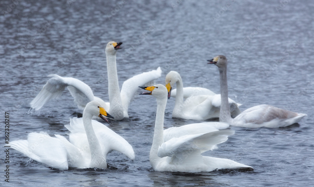 White swans are preparing for a fight White swans are preparing for a fight