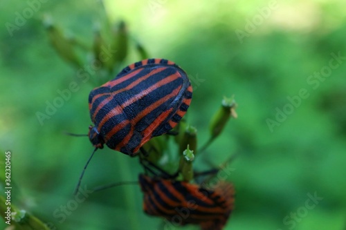Striped bugs sitting on a branch.
