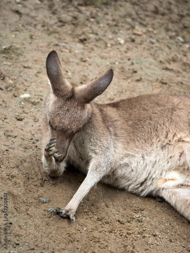Fototapeta premium 毛づくろいをするカンガルー 