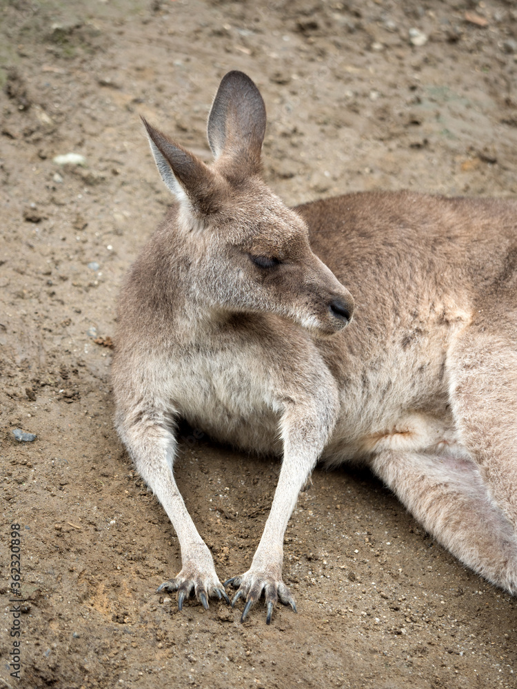 毛づくろいをするカンガルー
