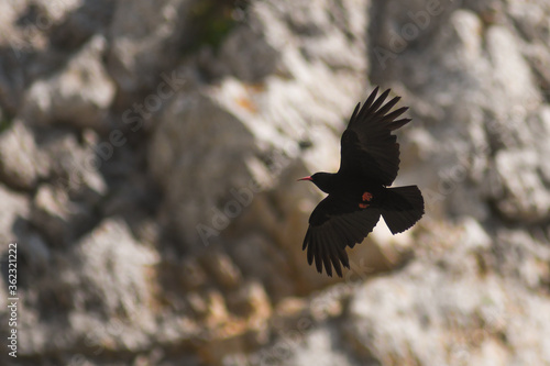 Gracchio corallino (Pyrrhocorax pyrrhocorax) in volo su parete rocciosa,silhouette in primo piano