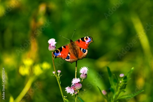 Swallowtail butterfly on a background of green grass © Александр Коликов