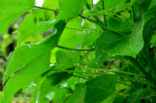 water drops on green leaf