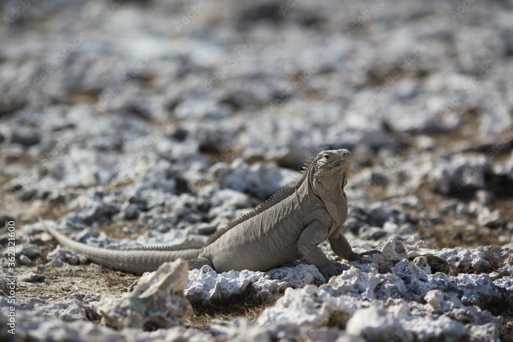 Iguana and rocks Iguana and rocks
