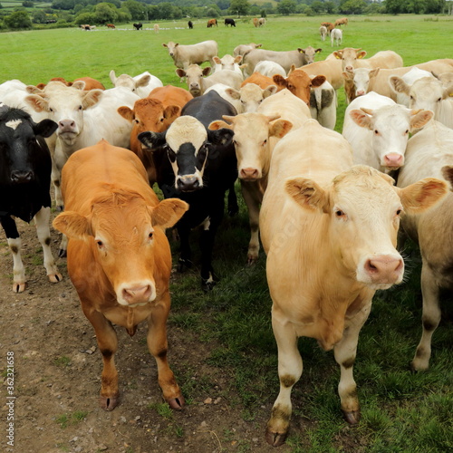 Herd of cows grazing on the farmland in Axe Valley, Devon © Savo Ilic