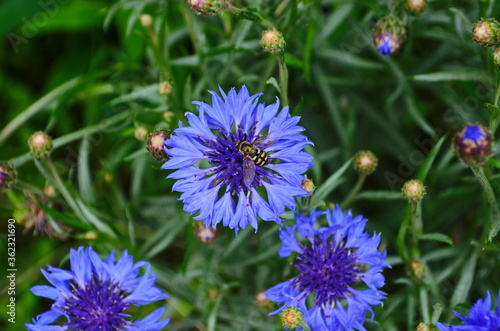 knapweed blue flower in the garden green