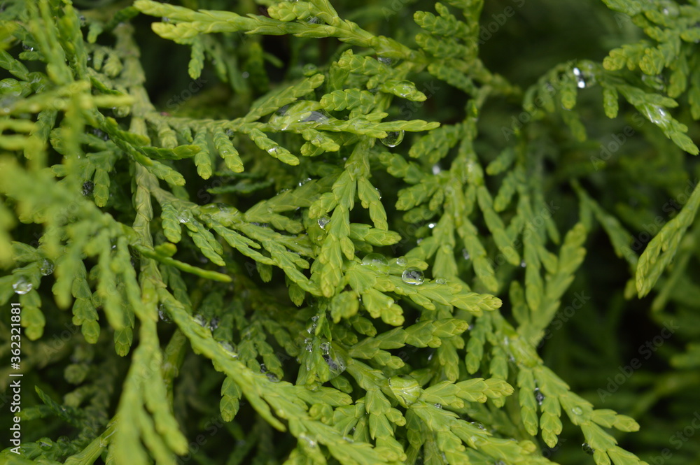 green fern background green fern background