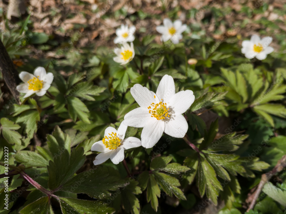 Obraz premium Wild flowers with white petals on the edge of the forest in early spring.