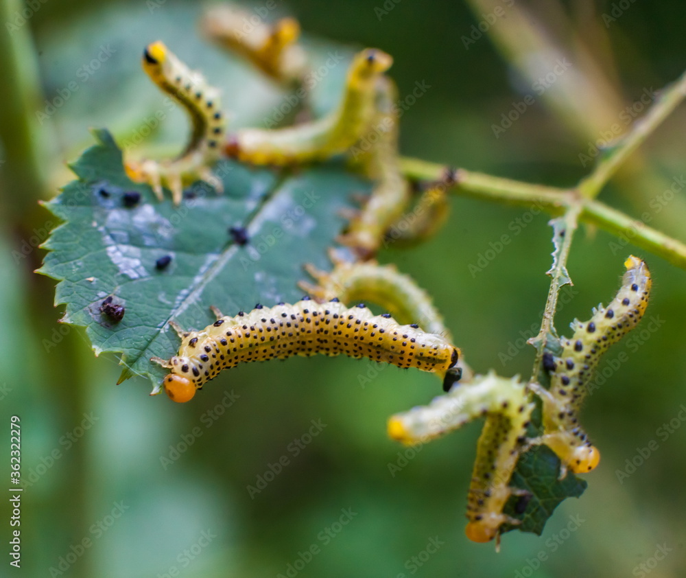 Fototapeta premium Caterpillars on rose leaves closeup