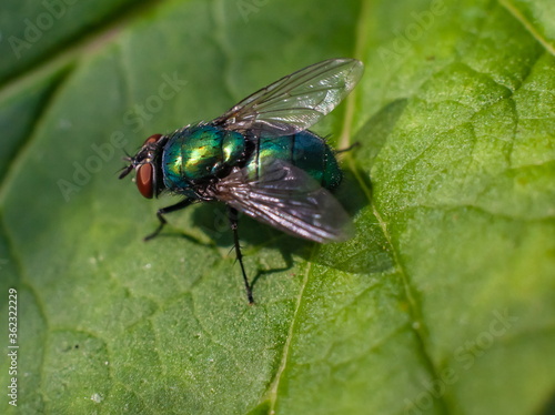 Green fly on a raspberry leaf closeup