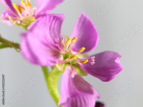 flower plant carnivorous small purple smell color beautiful rarity