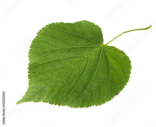  Fresh green leaf of Linden isolated on white background.