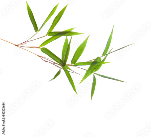 Fresh green bamboo branch with leaves  isolated on white background.