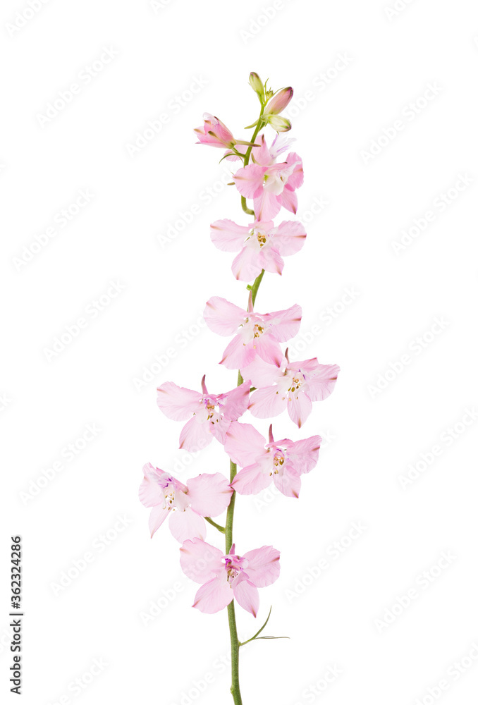 Light pink Delphinium isolated on white background. Light pink Delphinium isolated on white background.