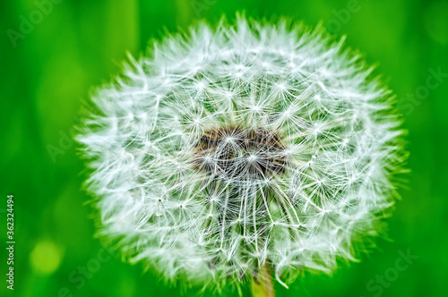 dandelion seed head