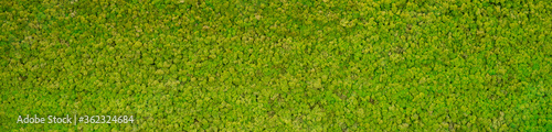 Canvas Print green moss background texture Wallpaper