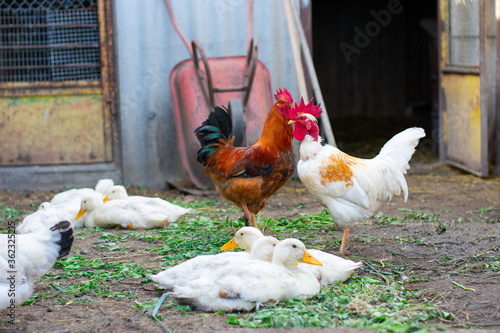 Poultry yard. Naked Neck breed of chicken in farm, it is naturally devoid of feathers on its neck and vent. White ducks. photo