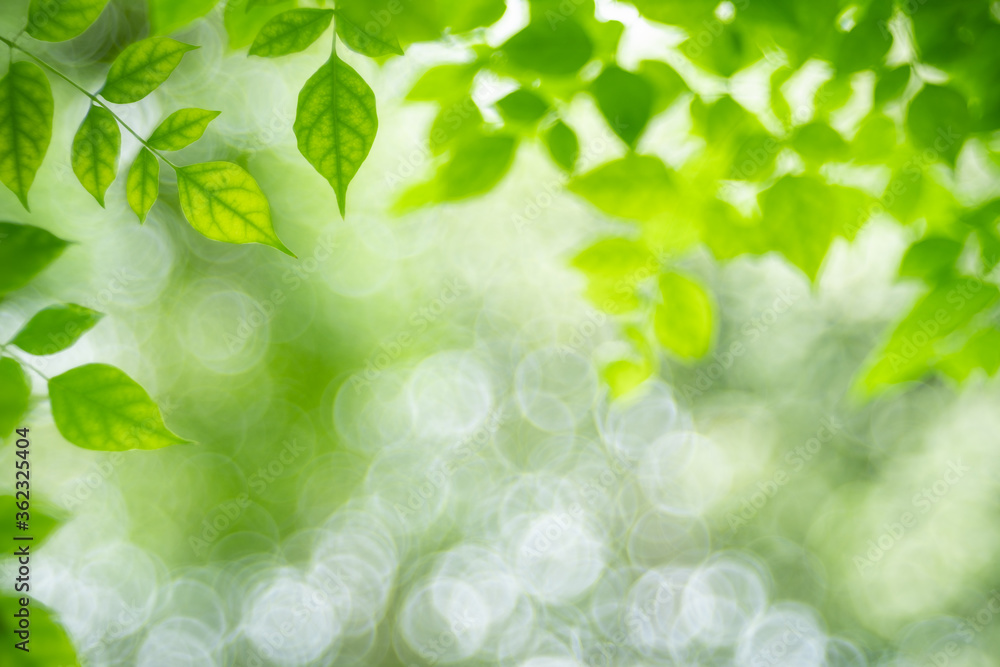 Fototapeta premium Nature of green leaf in garden at summer. Natural green leaves plants using as spring background cover page greenery environment ecology wallpaper