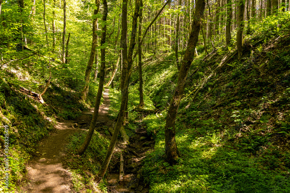 Hiking trail though the Palatinate forest nearby Pirmasens Hiking trail though the Palatinate forest nearby Pirmasens