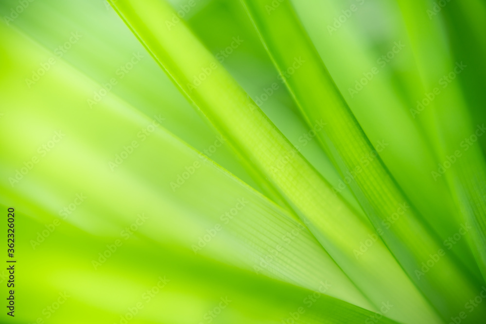 Nature of green leaf in garden at summer. Natural green leaves plants using as spring background cover page greenery environment ecology wallpaper Nature of green leaf in garden at summer. Natural green leaves plants using as spring background cover page greenery environment ecology wallpaper