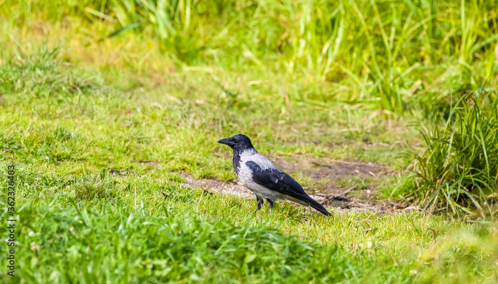 Crow on a background of green grass Crow on a background of green grass