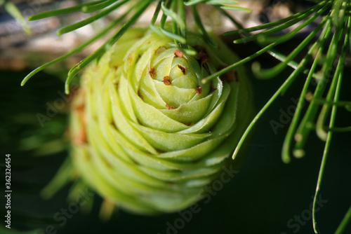 Larch strobilus, an ovulate cone photo