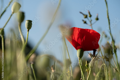 Red poppy amongst poppy seed heads and other wild flowers, photographed in Gunnersbury, west London, UK photo