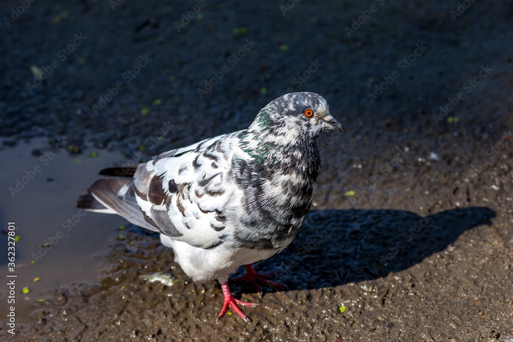 Bird dove on the background of the earth Bird dove on the background of the earth