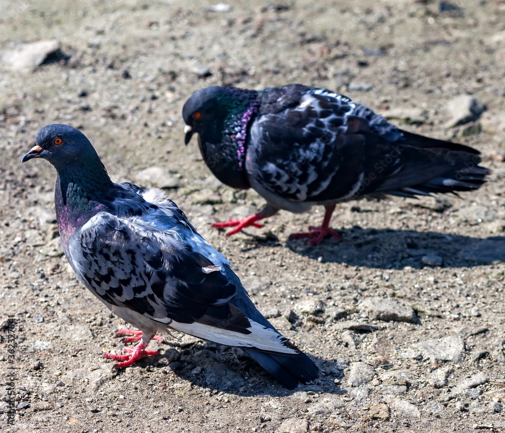 Obraz premium Bird dove on the background of the earth