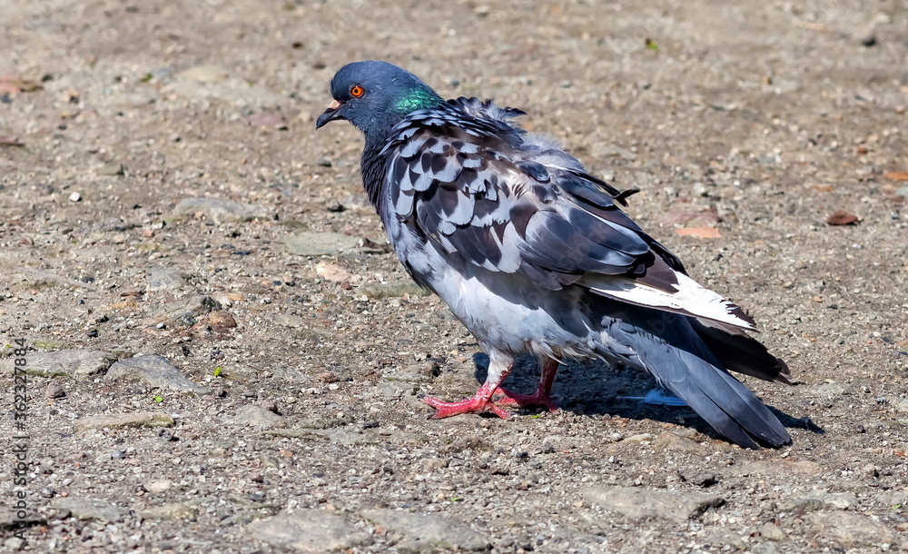 Bird dove on the background of the earth Bird dove on the background of the earth