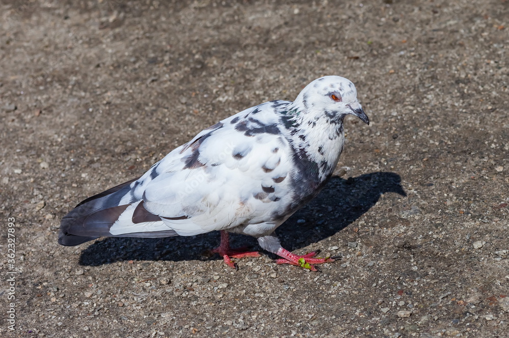 Bird dove on the background of the earth Bird dove on the background of the earth