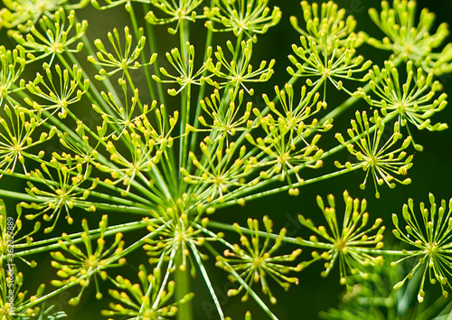 dill flowers grow on a green stem