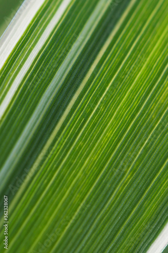 Floral background. Striped white and green leaf of a cereal plant. Leaves of reed canary grass close-up. Natural backdrop or wallpaper. Vertical shot. Macro photo