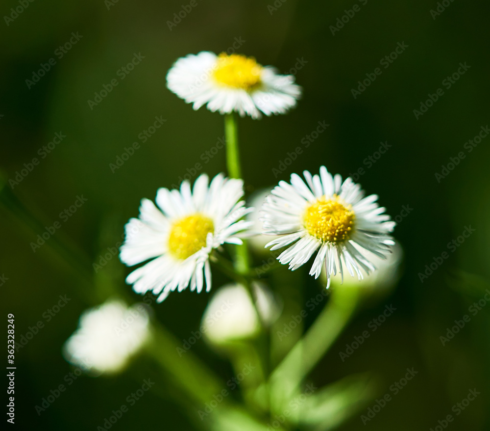 flowers bloom in the flowerbed in the garden flowers bloom in the flowerbed in the garden