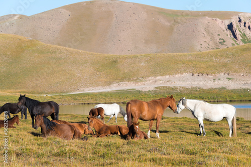 Horses on the side of Tulpar Kol Lake in Alay Valley  Osh  Kyrgyzstan. Pamir mountains in Kyrgyzstan.
