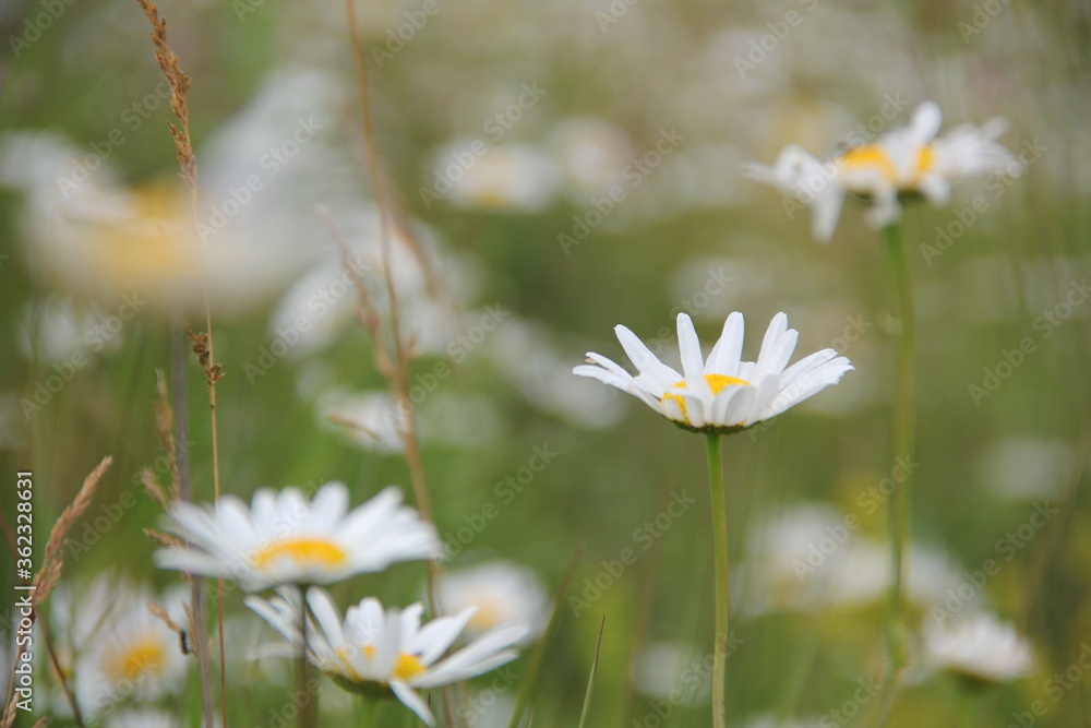 Field of daisies and chamomiles Field of daisies and chamomiles