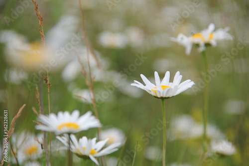 Field of daisies and chamomiles