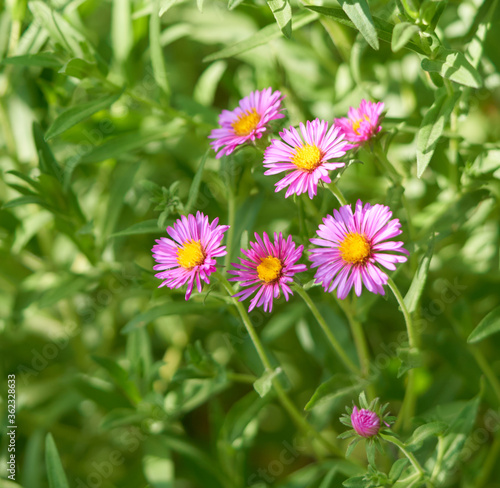 flowers bloom in the flowerbed in the garden