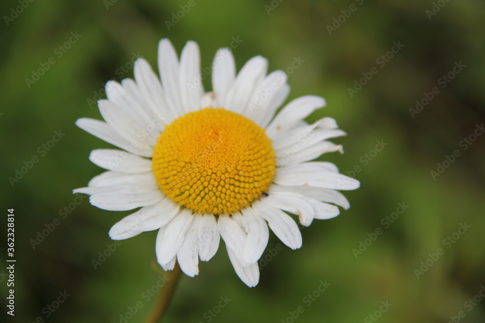 Field of daisies and chamomiles Field of daisies and chamomiles