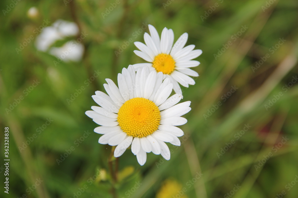 Field of daisies and chamomiles Field of daisies and chamomiles