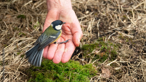Obraz na plátně Titmouse, well-known bird everywhere in the palm of your hand
