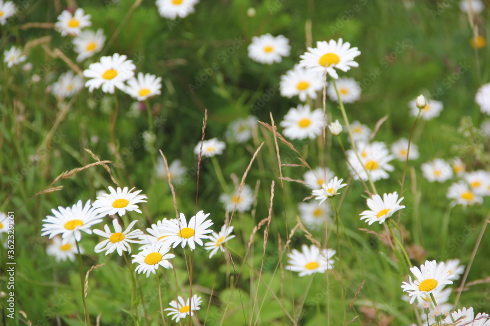Field of daisies and chamomiles