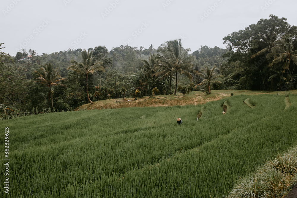 rice terraces Tegalalang in Indonesia rice terraces Tegalalang in Indonesia