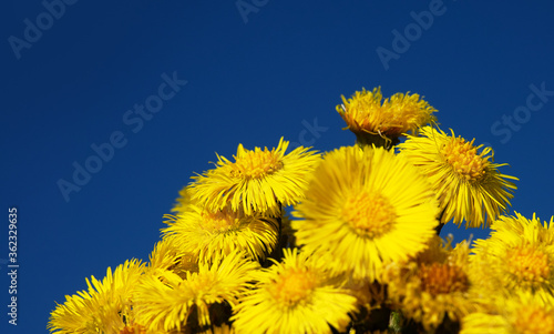 Konstfotografi Foalfoot (Tussilago farfara) blooms first