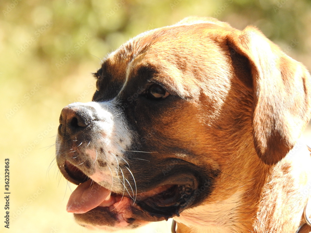 Chien Chien